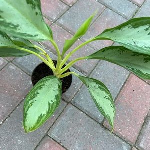 Aglaonema Silver Bay